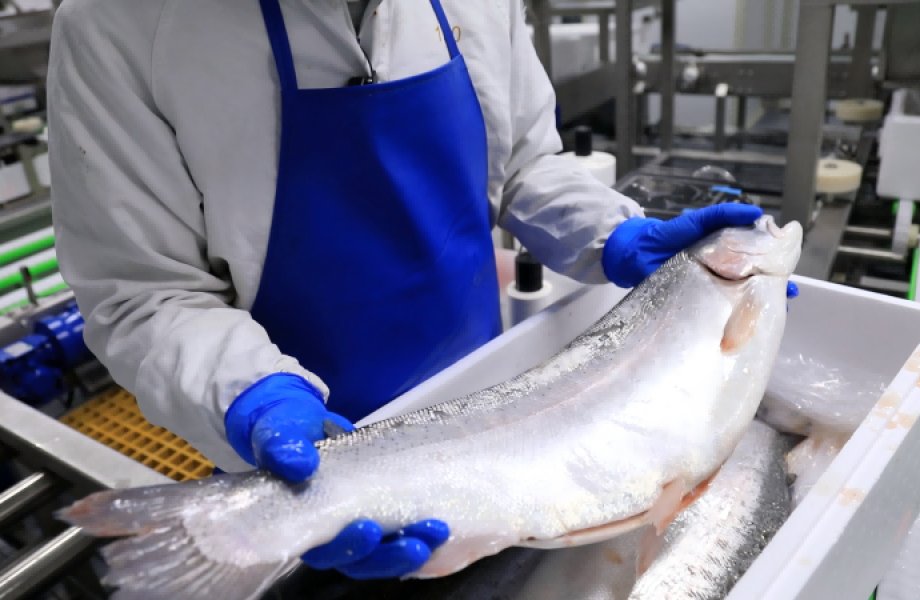 Frozen Fish Block Thawing Machines