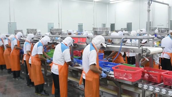 Fish Splitting Machine